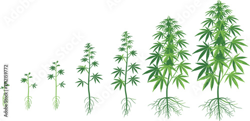 Complete life cycle of medical marijuana plant showing vegetative and flowering stages with complex root structures for agricultural education and herbal medicine production.
