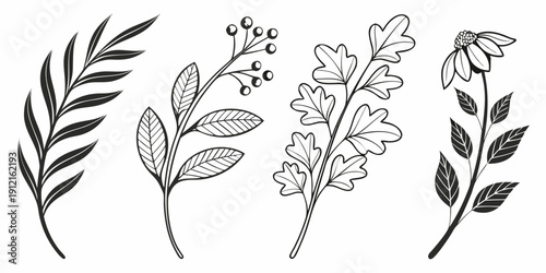 Φωτογραφία Four different types of plant leaves and stems Vector