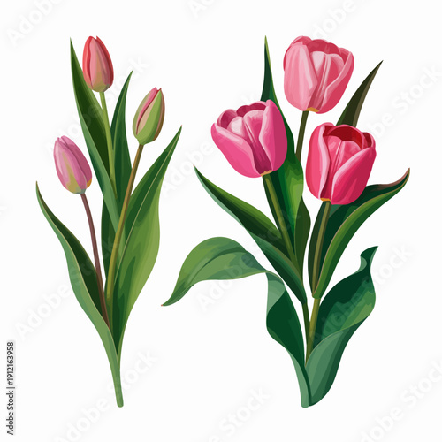Two bunches of pink tulips with green leaves isolated on transparent background