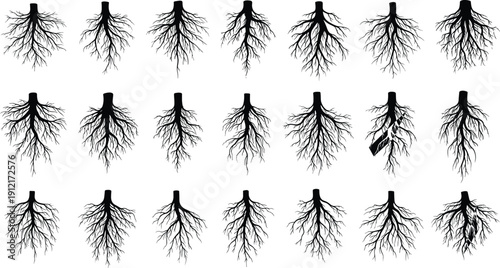 Collection of tree root silhouettes isolated on white background, black botanical root system set for vector illustration, symbolism, and conceptual design projects