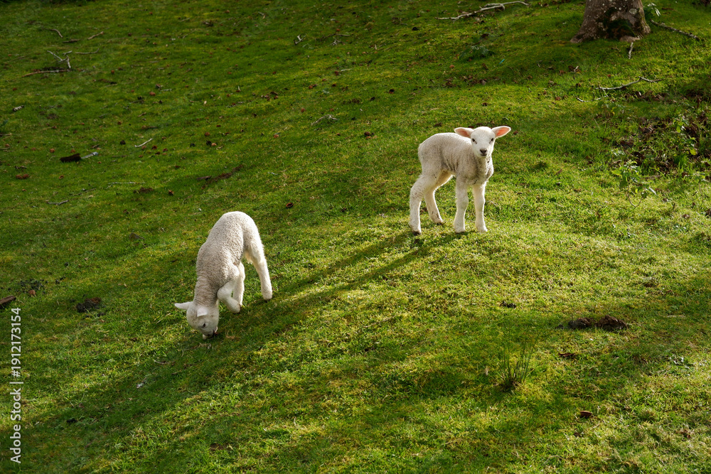Obraz premium Adorable baby lamb looking curiously at a human in a green meadow.
