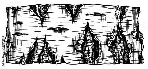 Detailed texture of birch tree bark with characteristic knots in vintage woodcut style