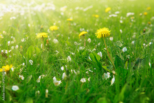 Dandelion Flowers in a Green Spring Meadow.