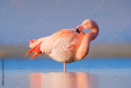 A graceful pink flamingo stands solitary in the calm water, creating a perfect symmetrical reflection. Wildlife portrait captures nature's serenity and vibrant colors in a minimalist style. Nature.
