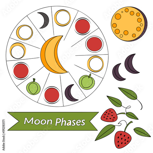 Moon phases displayed with fruits and leaves lunar cycle