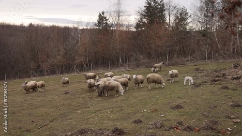 Woolly sheep, open fields, relaxed flock. Serene rural scene unfolds with sheep grazing calmly near wooded area.