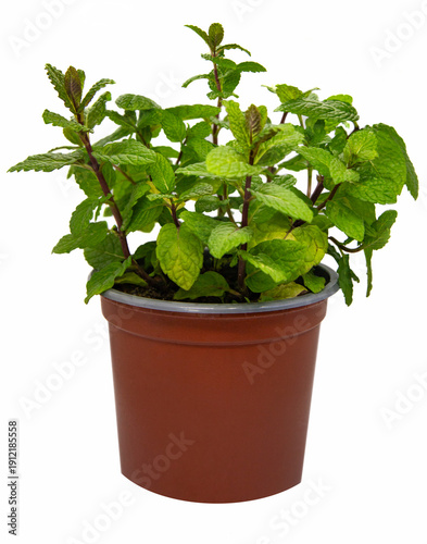 green mint plant in pot on white background