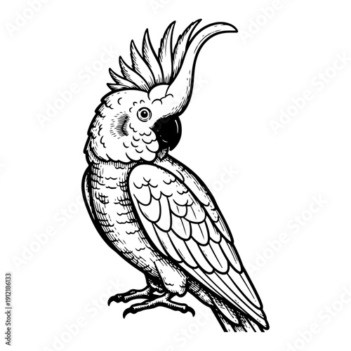 Vintage black and white woodcut illustration of a cockatoo parrot with a large crest