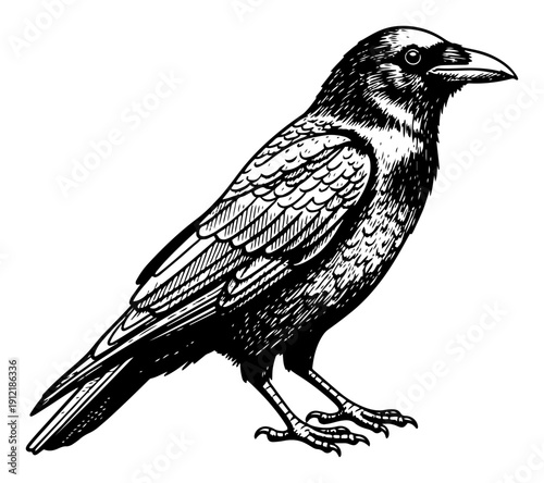 Detailed raven or crow standing in vintage woodcut engraving style