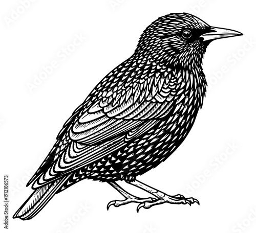 European starling bird illustration with speckled plumage in vintage woodcut style