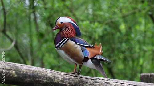 The mandarin duck, Aix galericulata is a perching duck species found in East Asia. Here at a lake in Munich, Germany