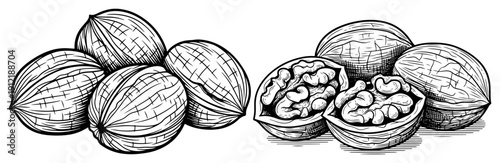 Hand drawn vintage engraving of whole and cracked walnuts showing the kernel inside