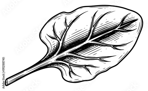 Single fresh spinach leaf hand drawn in monochrome woodcut engraving style