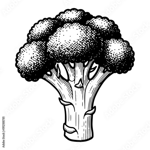 Fresh broccoli head vegetable illustration in monochrome hand drawn engraving style