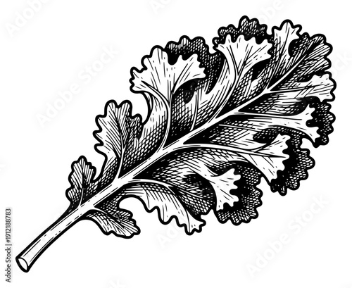 Curly kale leaf or arugula foliage hand drawn in detailed vintage sketch style