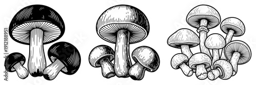 Set of different types of edible mushrooms in hand drawn sketch style