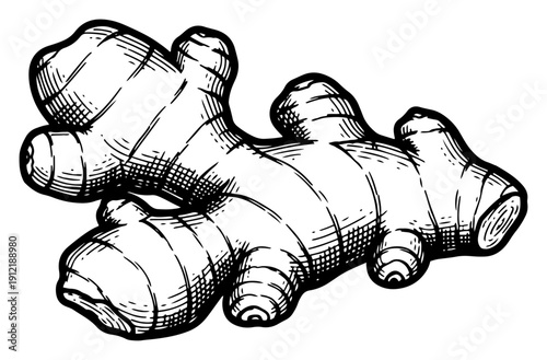Detailed vintage style sketch of a fresh ginger root spice