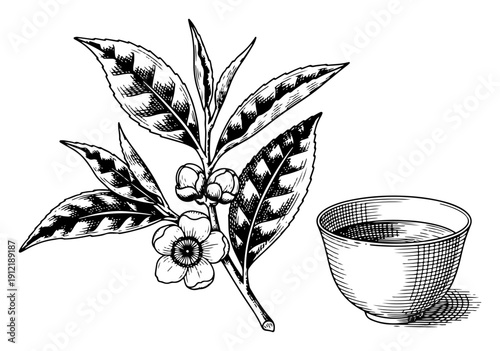 Flowering tea plant branch with leaves and a traditional cup of tea in engraving style