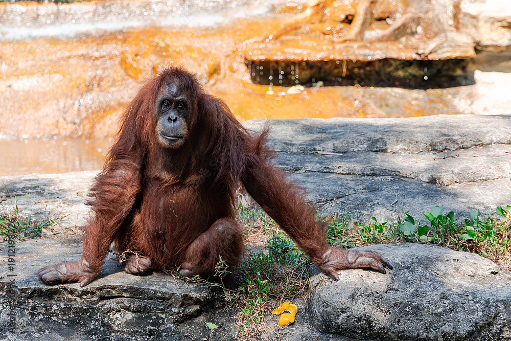 Obraz premium An adult orangutan sits on warm rocks and watches zoo visitors at Vinpearl Safari Zoo on Phu Quoc Island. Vietnam.