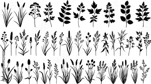 Set of Black Plant Silhouette Illustrations Showing Herbs, Grasses, and Flowering Species in Detailed Botanical Line Art Collection