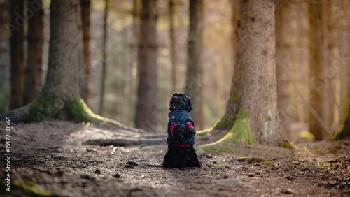 A Bolonka dog in the forest