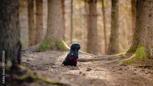 A Bolonka dog in the forest