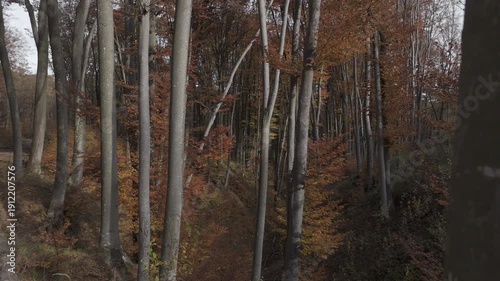 Ungraded LOG Aerial Flight Among Tall Beech Trees with High Contrast Light and Shadow