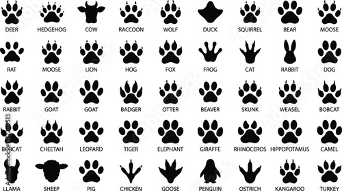 Animal paw print and footprint icon set with wildlife track silhouettes and species labels, black solid vector collection isolated on light background