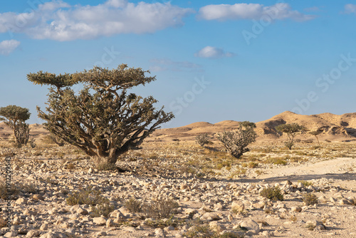 Fényképezés Ancient frankincense trees in arid desert landscape at Wadi Dawkah, Oman, under blue sky with scattered clouds, rocky terrain and golden dunes stretching across the background
