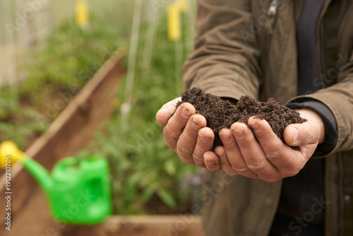 Using organic fertilizers in a greenhouse to produce a harvest. A man's hands holding compost against the backdrop of a greenhouse filled with plants.
