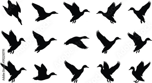 Flying duck and waterfowl silhouette collection with various wing poses, black vector bird set isolated on light background for hunting design