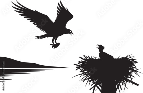 Osprey flying with fish to its nest with chick silhouetted against transparent background