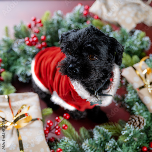 A Bolonka dog dressed as santa