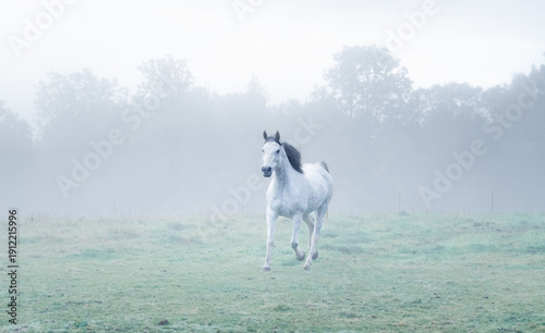 Arabian horse on a misty day