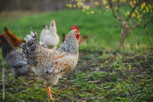 Free-range rooster walking on green grass