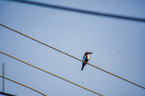 Kingfisher Bird on an electric cable, Kelaniya, Sri Lanka.