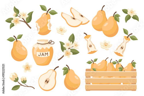 A set of pears. Whole and sliced ​​pears, pear blossoms, and a jar of jam. Illustration.