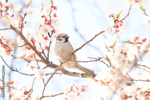 Male house sparrow Passer domesticus perching on a blooming fruit tree branch with white flowers against a bright spring sky