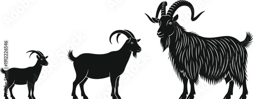 Black vector silhouette illustration showing the growth stages of a goat from a small young kid to a large mature mountain buck.