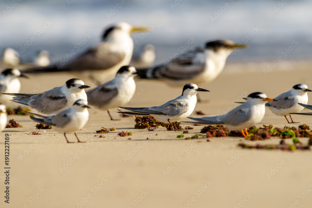 Fototapeta premium Little tern in various stages Sternula albifrons with breeding adult great crested terns blurred in background.