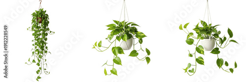 Bilde på lerret Trailing Pothos and Ivy Hanging Plants Set - Realistic Indoor Greenery Pot Clipa