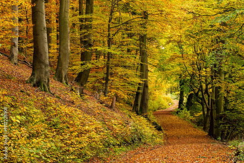 Winding forest road covered with autumn leaves, lined with old beech trees leading through a tranquil forest in fall colors, near Hämelschenburg, Weser Uplands, Lower Saxony, Germany