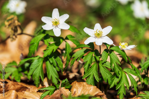 Close-up of flowering wood anemones (Anemonoides nemorosa) growing among foliage in a forest. Also known as windflower, the plant is a well known spring flower.