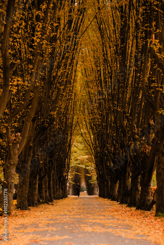 Photography Autumn Atmosphere in Copenhagen Parks and Historic Cemetery Gardens