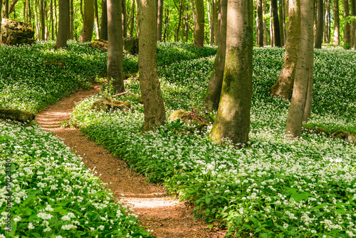 Picturesque winding forest path leading through blooming ramsons (wild garlic) in a lush green springtime forest, Ith-Hils-Weg, Ith, Weserbergland, Germany