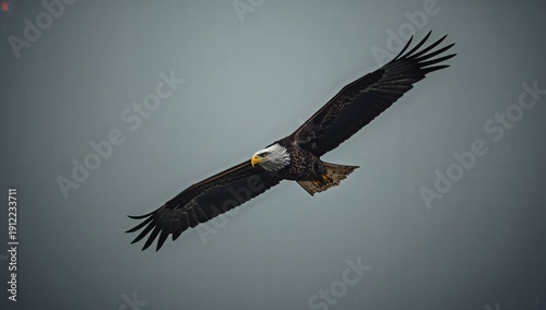 Bald Eagle Flies in the Sky Above the Water During a Cloudy Day