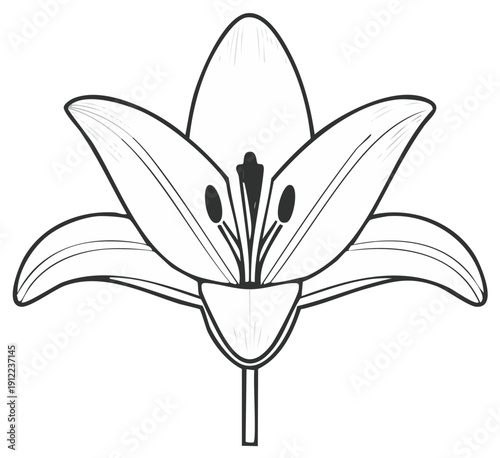 Simple Line Drawing of a Lily Flower Blossom Facing Forward with Interior Details Visible