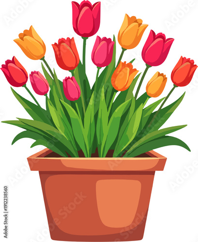 Colorful tulips in decorative pots with vibrant spring blooms and lush green foliage for home, balcony and garden decoration