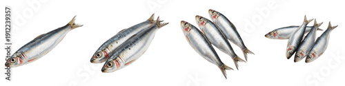 Fresh Whole Sardine Collection, Raw Atlantic Pilchard Fish Set, Healthy Omega-3 Seafood Ingredient, High Quality Marine Protein Isolated on White Background PNG