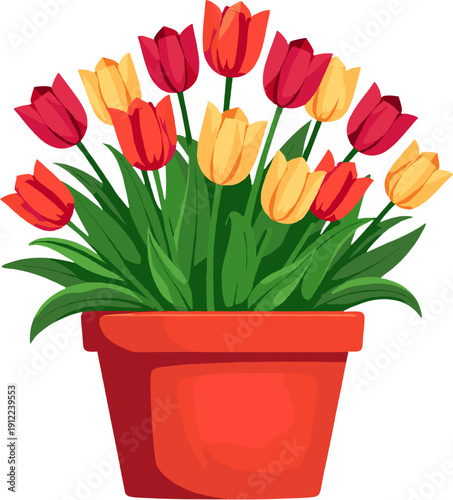 Colorful tulips in decorative pots with vibrant spring blooms and lush green foliage for home, balcony and garden decoration